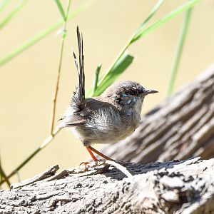 Superb Fairywren