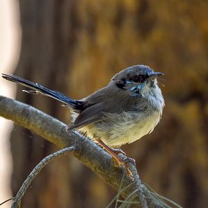 Superb Fairywren