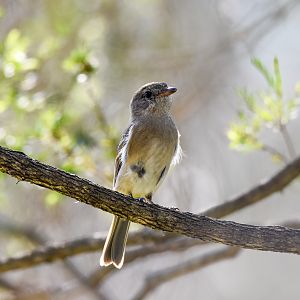 Rufous Whistler