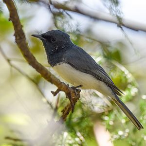 Leaden Flycatcher