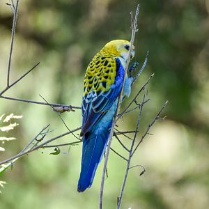 Pale-headed Rosella