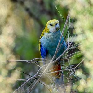 Pale-headed Rosella