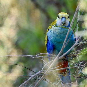 Pale-headed Rosella
