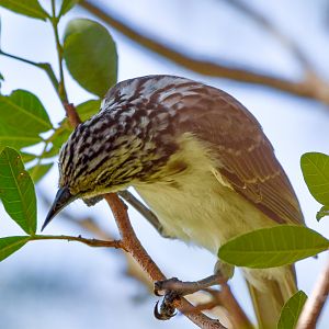 Striped Honeyeater