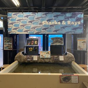 Shark and Ray Touchtank