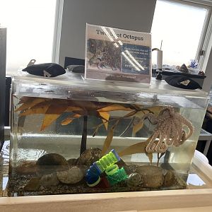 Two Spot Octopus Exhibit
