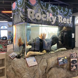 California Moray Exhibit (Rocky Reef)