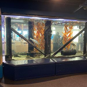 Pier Exhibit (Swell sharks, Leopard sharks, Garibaldi, etc)