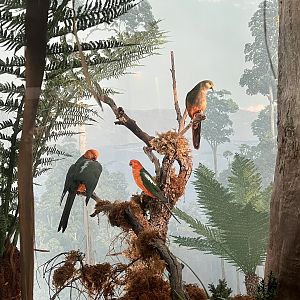 Australian King Parrot