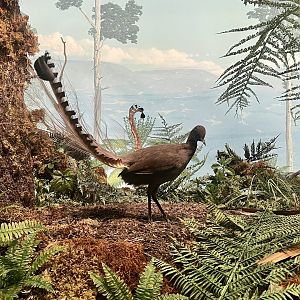 Superb Lyrebird