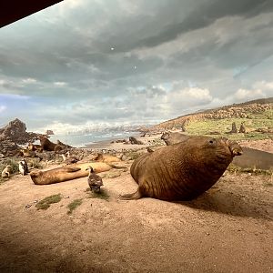 Southern Elephant Seal