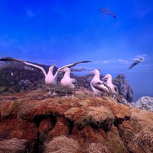 Royal Albatrosses