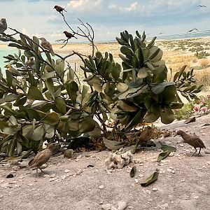 Birds of the South Pacific