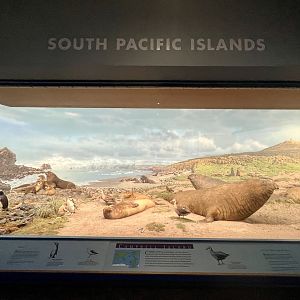 South Pacific Islands Diorama