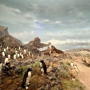 An assortment of Penguins