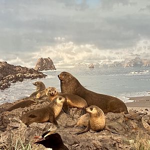 New Zealand Fur Seals