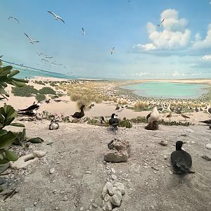 Birds of Layson (Kauo) Island