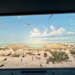 Northwest Hawaiian Islands Diorama