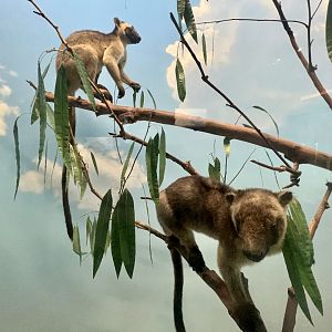 Lumholtz’s Tree Kangaroo