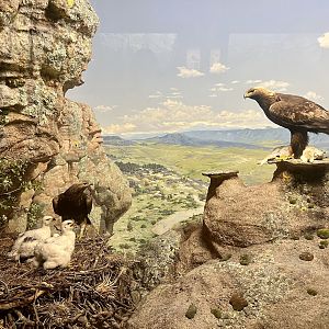Golden Eagle Diorama