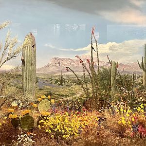 South-western Desert Diorama