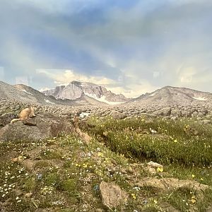 Long’s Peak Diorama