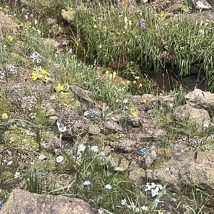 White-tailed Ptarmigan