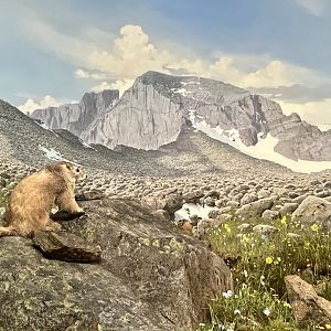 Yellow-bellied Marmot