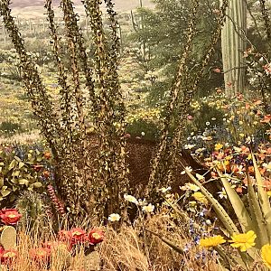 Southwestern Desert Flora