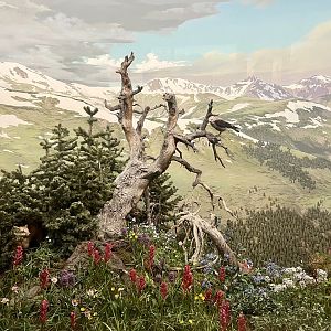 Loveland Pass Diorama - Clark’s Nutcracker