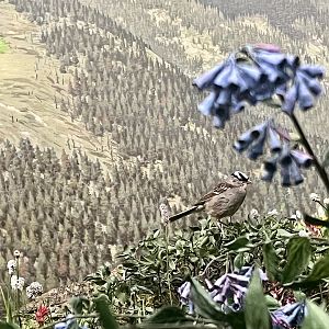 Loveland Pass - Object of focus White-crowned Sparrow