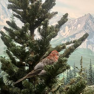 Pine Grosbeak