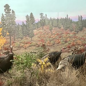 Wild Turkeys