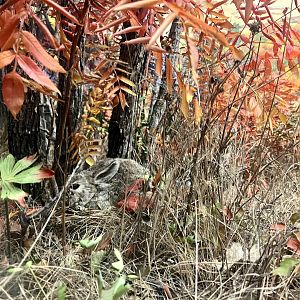 Mountain Cottontail