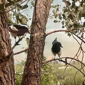 Black-billed Magpies