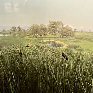 Common Yellow-throat and Red-winged Blackbird