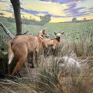 Maned Wolves