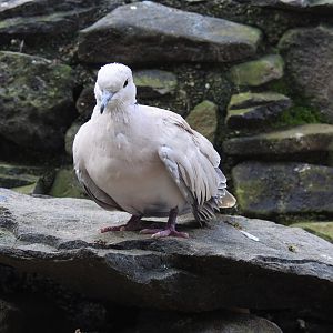 Barbary Dove