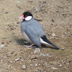 Java Sparrow
