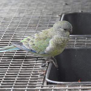 Red-Rumped Parrot (female)