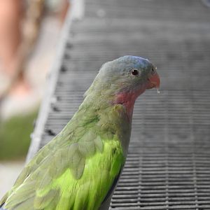 Princess Parrot