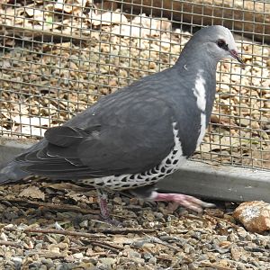 Wonga Pigeon