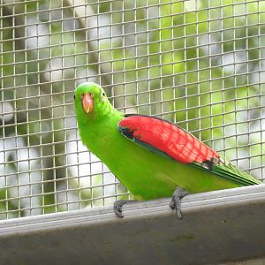 Red-Winged Parrot (male)