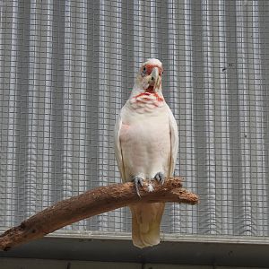 Long-Billed Corella