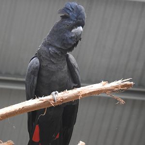 Red-Tailed Black-Cockatoo (male)