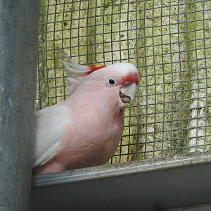 Major Mitchell's Cockatoo