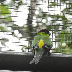 Red-Capped Parrot (male)