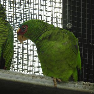 White-Fronted Amazon-Parrot