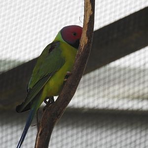 Plum-Headed Parakeet (male)