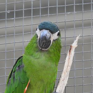 Red-Shouldered Macaw